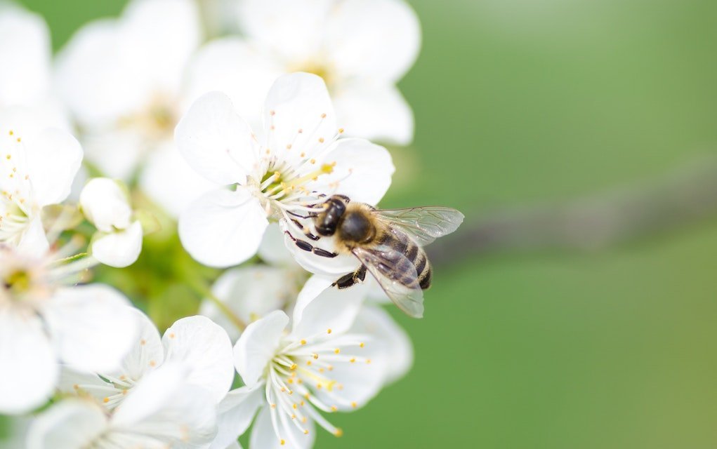 Sir David Attenborough’s Easy (and Ingenious!) Tip to Help Save the Bees