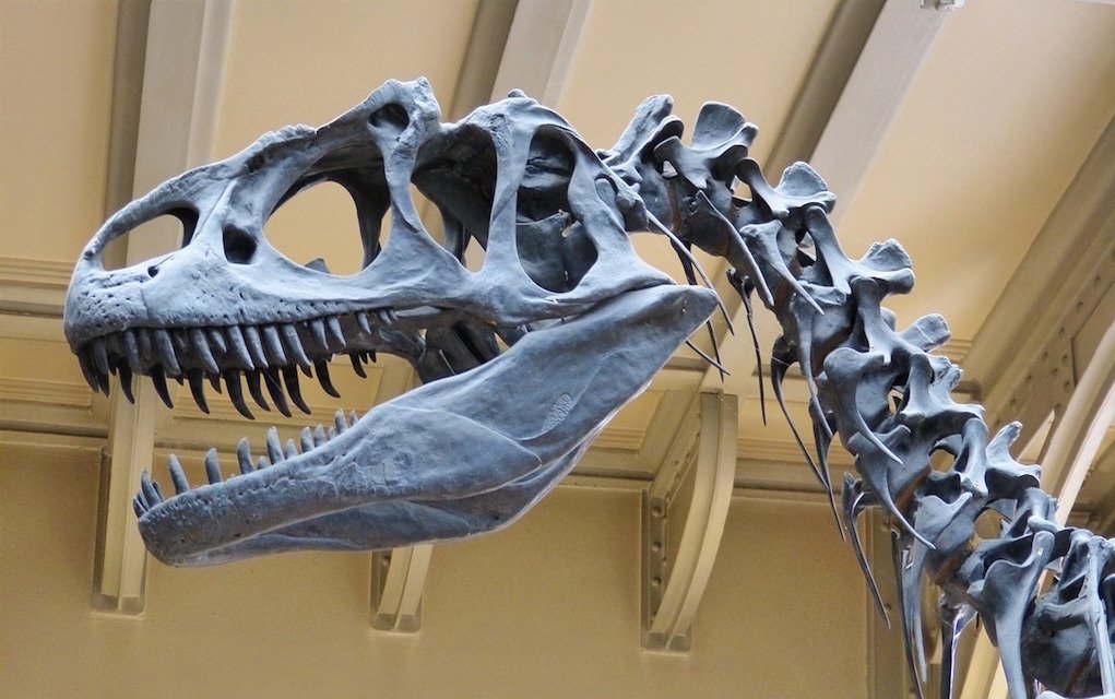 Terrific Places to See Dinosaurs in Ireland
