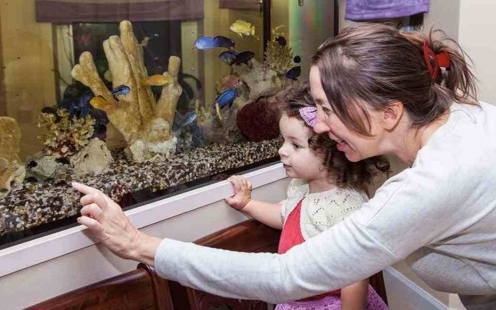 The Benefits of Owning an Aquarium For Your Kids