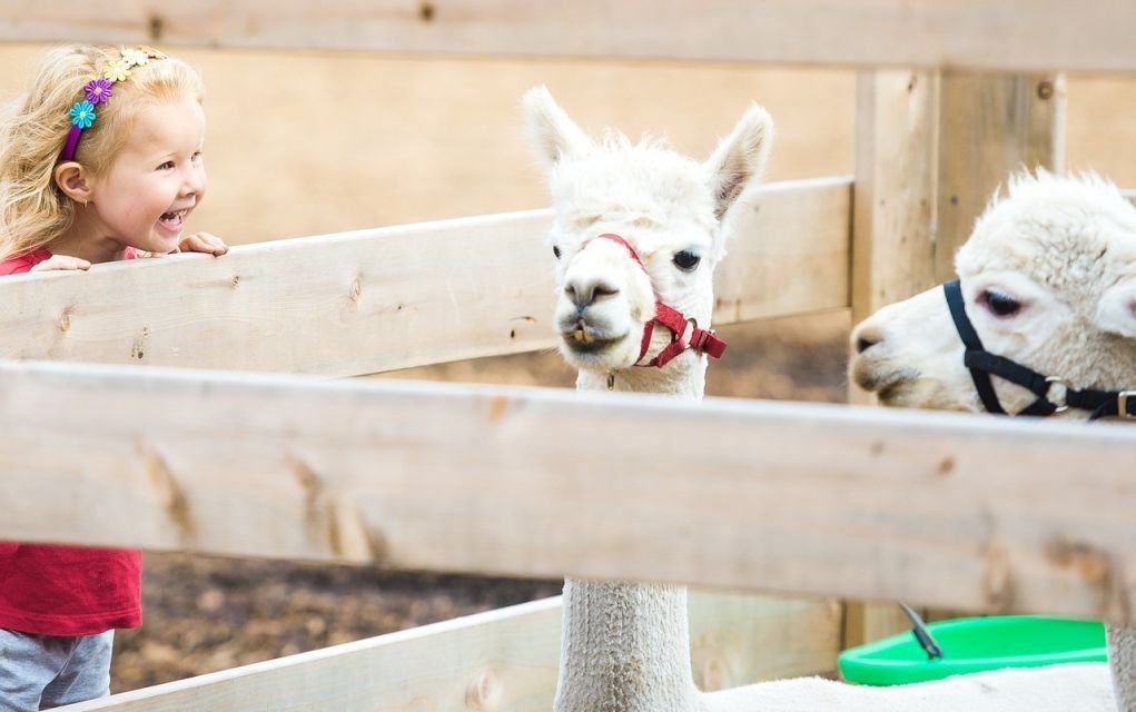 The Best Farm Experiences in Ireland for Kids