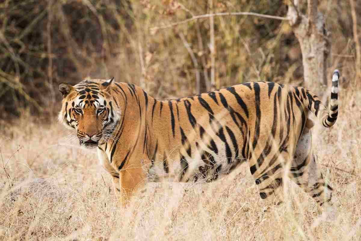 12 ROARsome Tiger Facts for Kids to Discover
