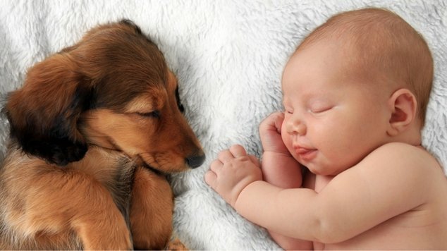 Tips On Getting Your Pets Ready for a New Baby in the House