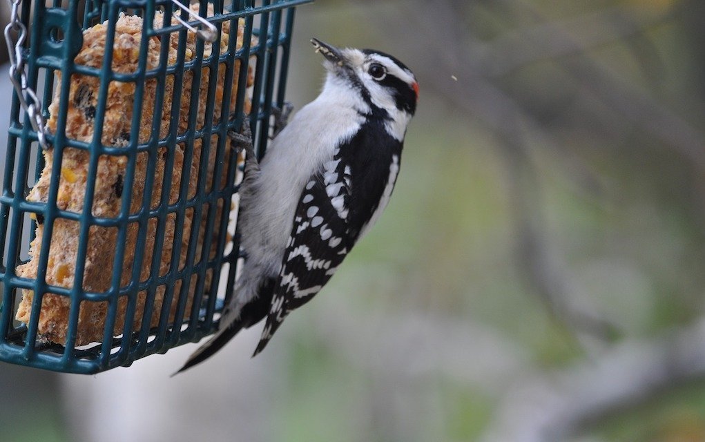 Treats For The Birds – How To Make A Bird Feeder