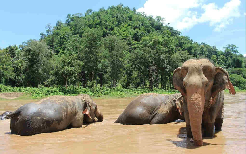 7 Unforgettable Things to Do in Chiang Mai With Kids