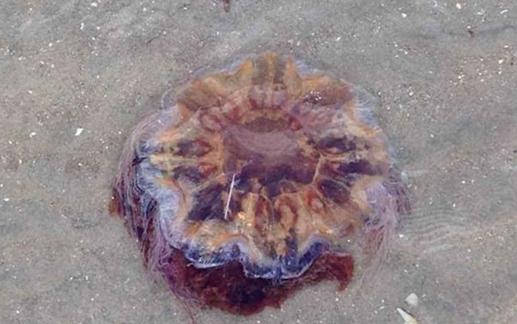 Warning! Watch Out for Lion’s Mane Jellyfish at the Beach