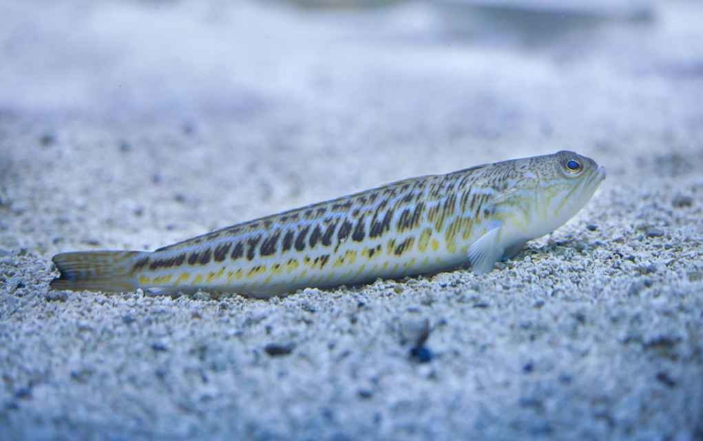 Ouch! Watch Out for Stinging Weever Fish at the Beach