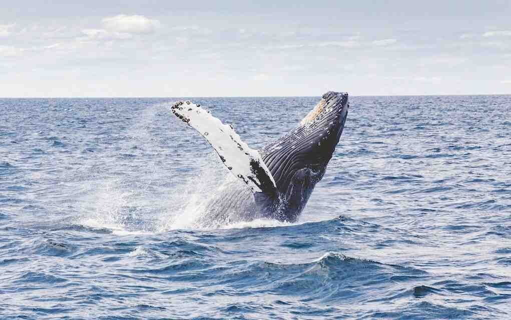 Whale Watching Trips in Ireland Guaranteed to Wow the Kids