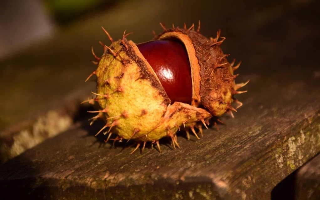 Who Remembers Hunting for and Playing Conkers?