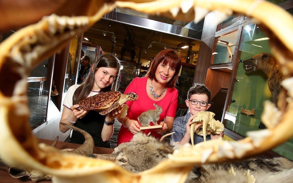 Wonder Cabinet Revealed at the National Museum of Ireland – Natural History