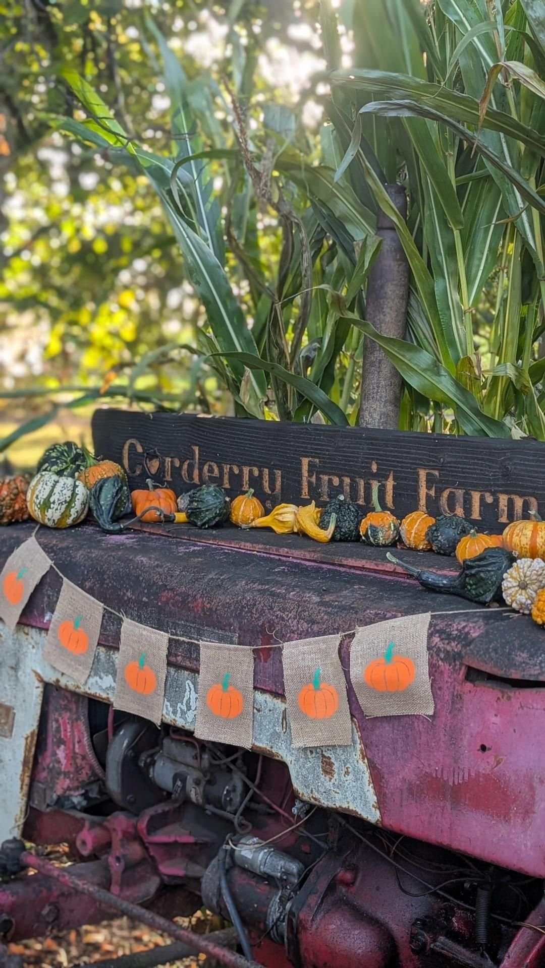 Pumpkins and gourds lined up on a vintage red tractor with a Corderry Fruit Farm sign